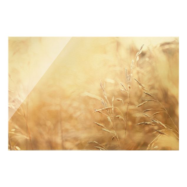 Glasbild - Gräser im Sonnenschein - Querformat