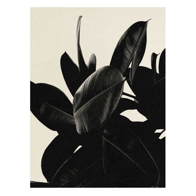 Bilder Gummibaum Blätter Schwarz Weiß