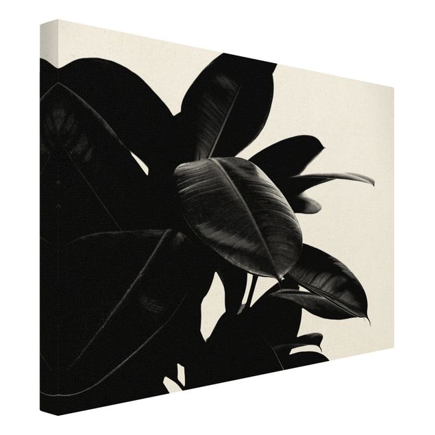 Leinwandbilder kaufen Gummibaum Blätter Schwarz Weiß
