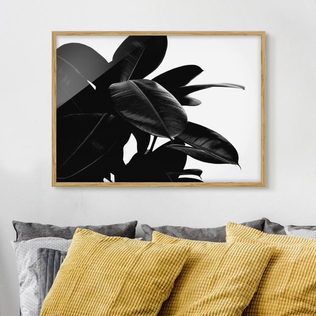 schwarz-weiß Bilder gerahmt Gummibaum Blätter Schwarz Weiß