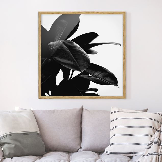 Moderne Bilder mit Rahmen Gummibaum Blätter Schwarz Weiß
