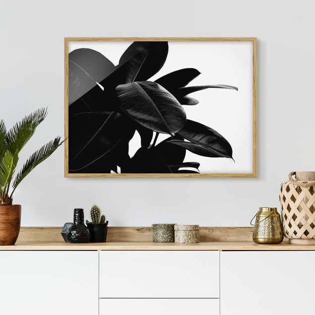 Moderne Bilder mit Rahmen Gummibaum Blätter Schwarz Weiß