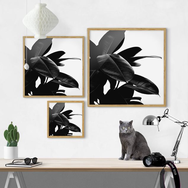 Bilder mit Rahmen Gummibaum Blätter Schwarz Weiß