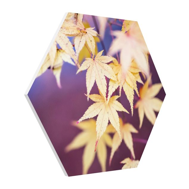 Hexagon Bild Forex - Herbstlicher Ahorn