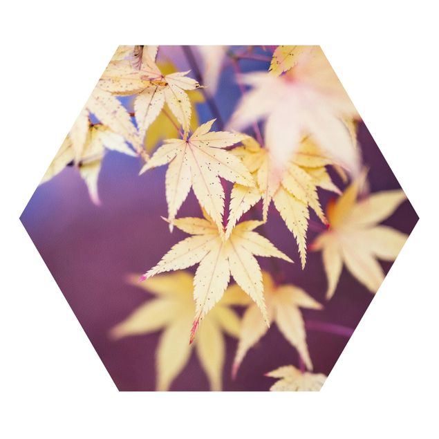 Hexagon Bild Forex - Herbstlicher Ahorn