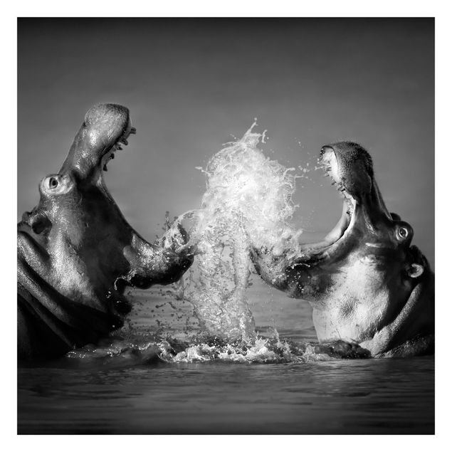 Fototapete - Hippo Fight