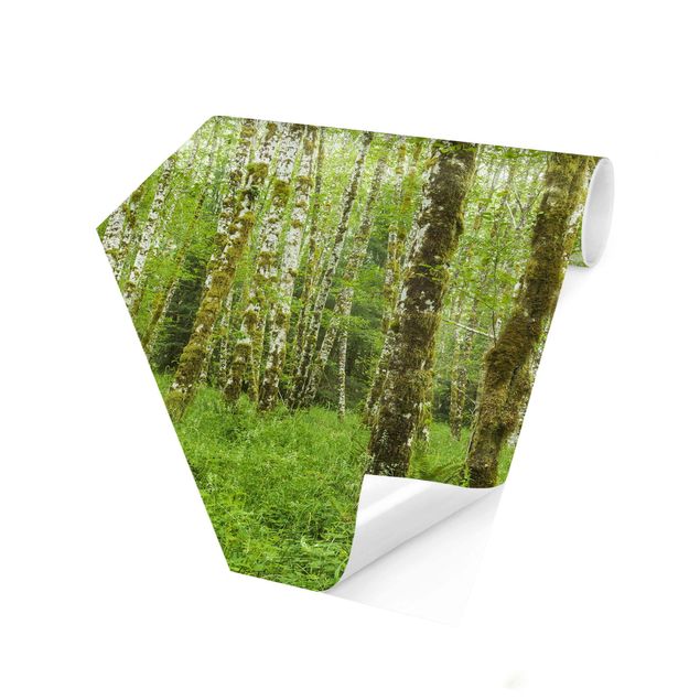 Hexagon Mustertapete selbstklebend - Hoh Rainforest Olympic National Park