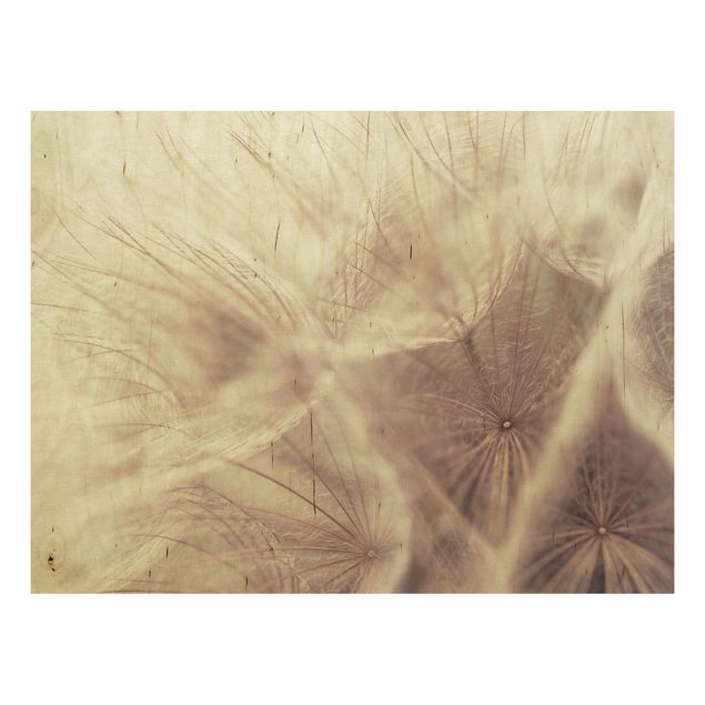Holzbilder Vintage Detailreiche Pusteblumen Makroaufnahme mit Vintage Blur Effekt
