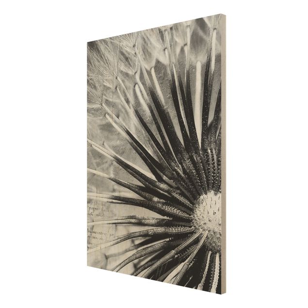 Bilder auf Holz Pusteblume Schwarz & Weiß