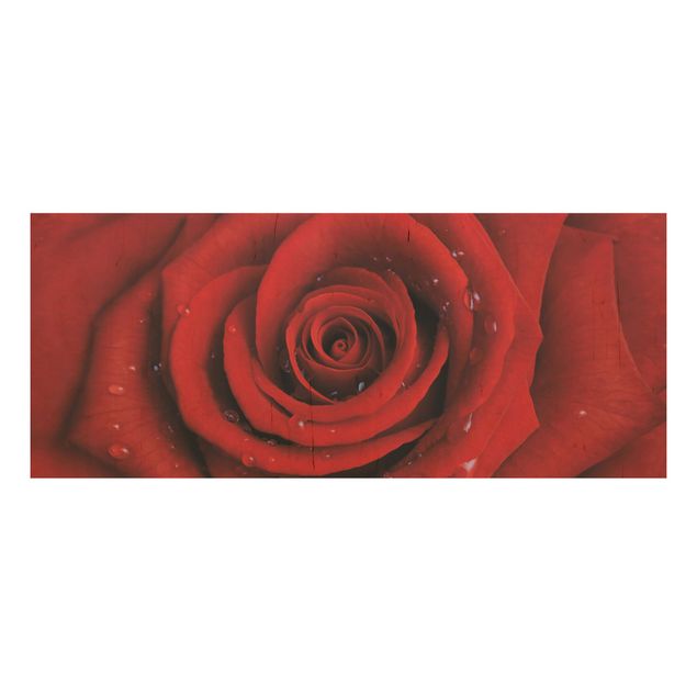 Holzbilder Rote Rose mit Wassertropfen