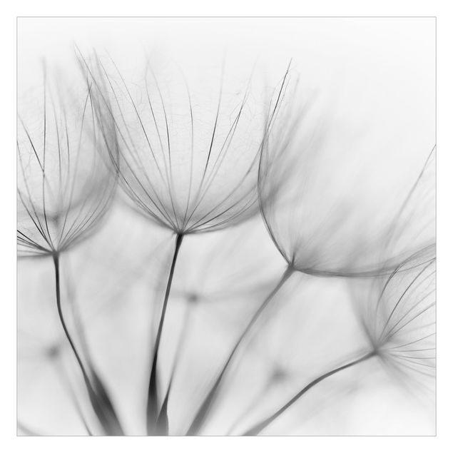Fototapete - In einer Pusteblume Schwarz-Weiß
