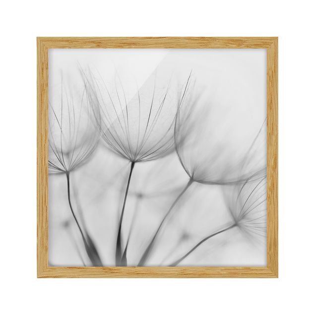 Bilder mit Rahmen In einer Pusteblume Schwarz-Weiß