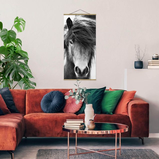 Bilder Island Pferd in Schwarz-weiß