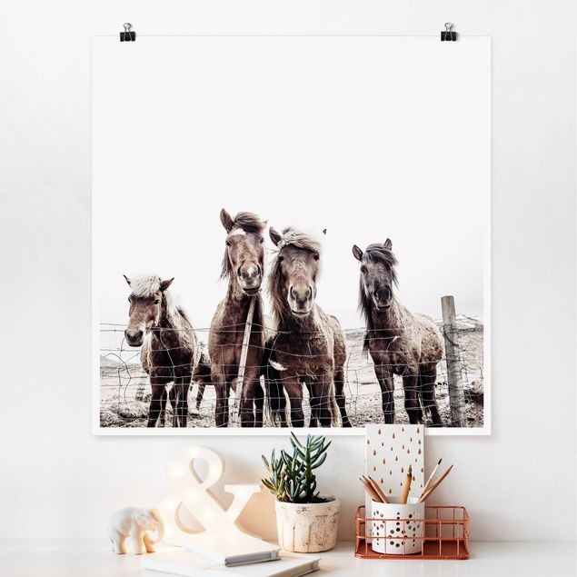 Poster - Island Pferde - Quadrat 1:1
