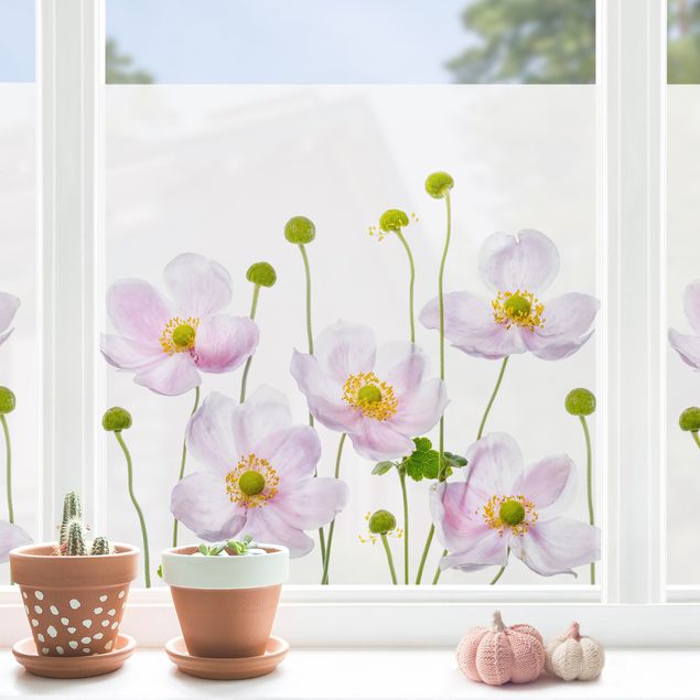 Fensterfolie Motiv Blumen Japanische Anemonen