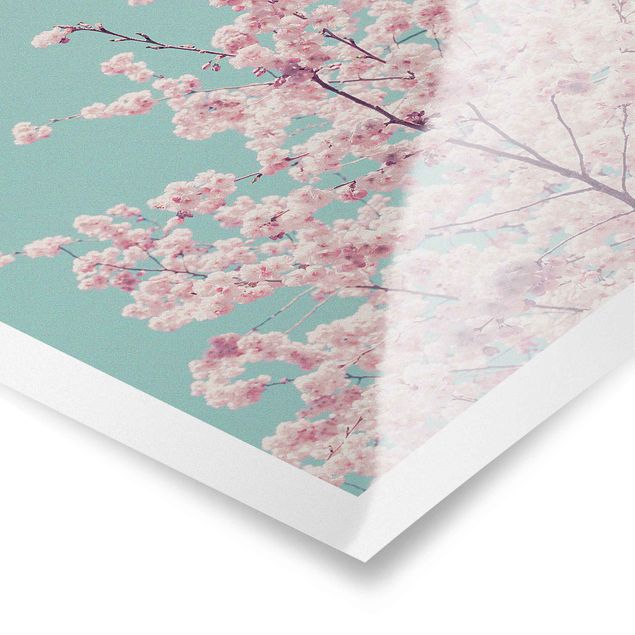 Poster bestellen Japanische Kirschblüte
