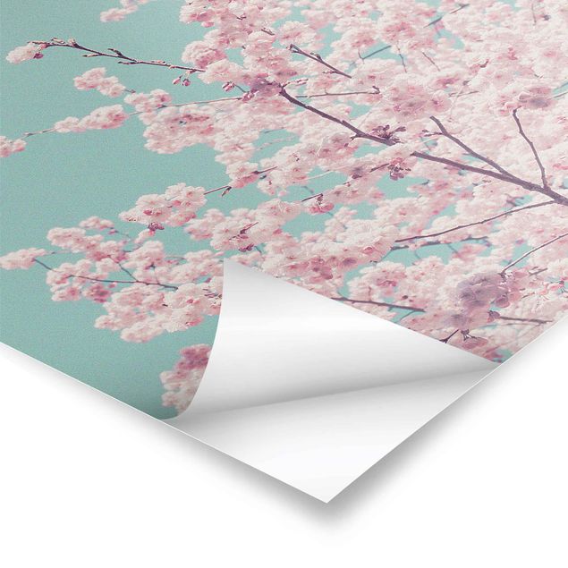 Poster - Japanische Kirschblüte - Querformat 3:2