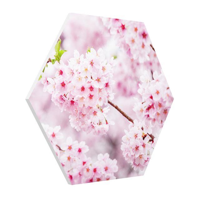Hexagon Bild Forex - Japanische Kirschblüten