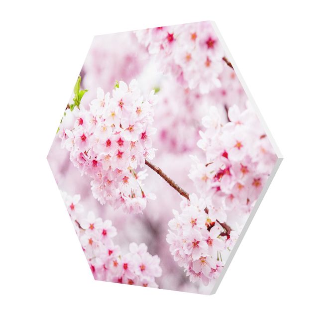 Hexagon Bild Forex - Japanische Kirschblüten