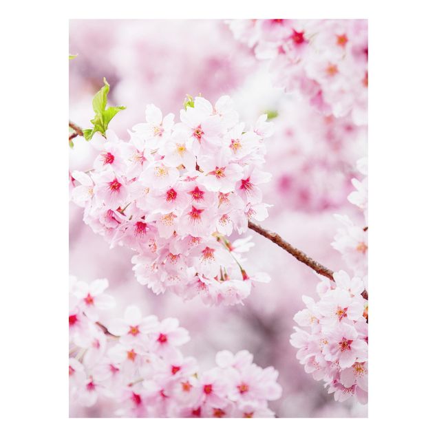 Bilder auf Hartschaumplatte Japanische Kirschblüten