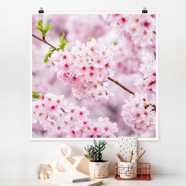 Japanische Kirschblüten Poster als Quadrat kaufen | Poster