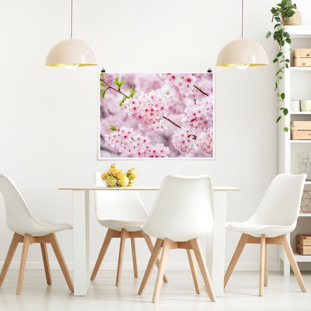 Poster Blumen Japanische Kirschblüten