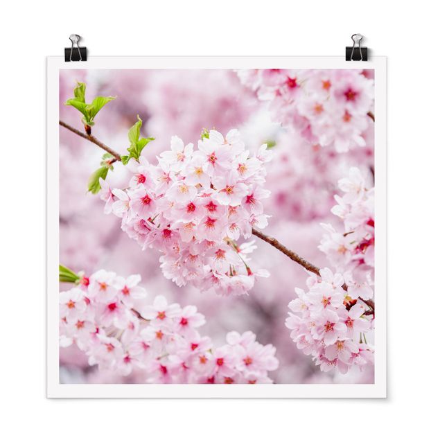 Wandbilder Japanische Kirschblüten