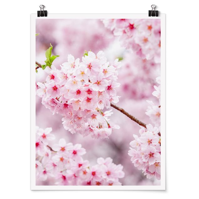 schöne Bilder Japanische Kirschblüten