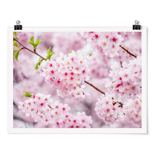 Wandbilder Japanische Kirschblüten