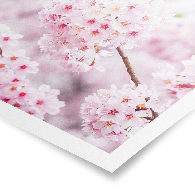 Poster bestellen Japanische Kirschblüten