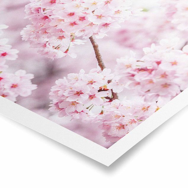 Poster bestellen Japanische Kirschblüten