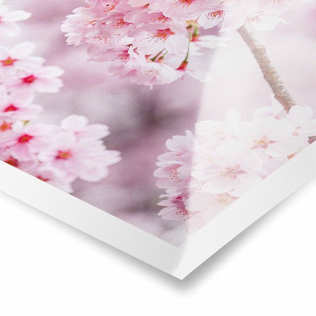 Poster - Japanische Kirschblüten - Hochformat 3:4