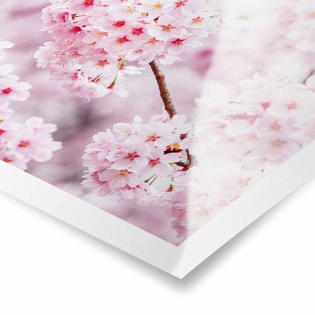 Poster - Japanische Kirschblüten - Querformat 4:3