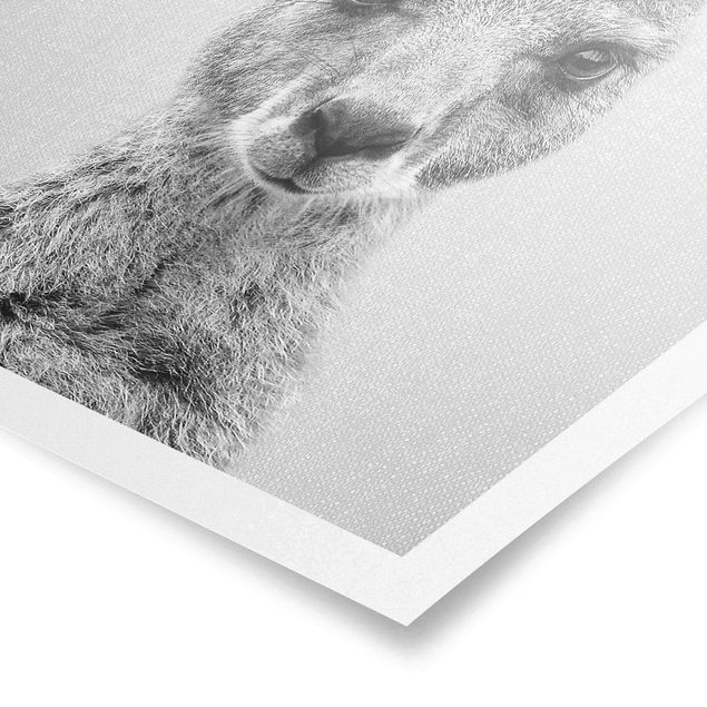 Poster bestellen Känguru Knut Schwarz Weiß