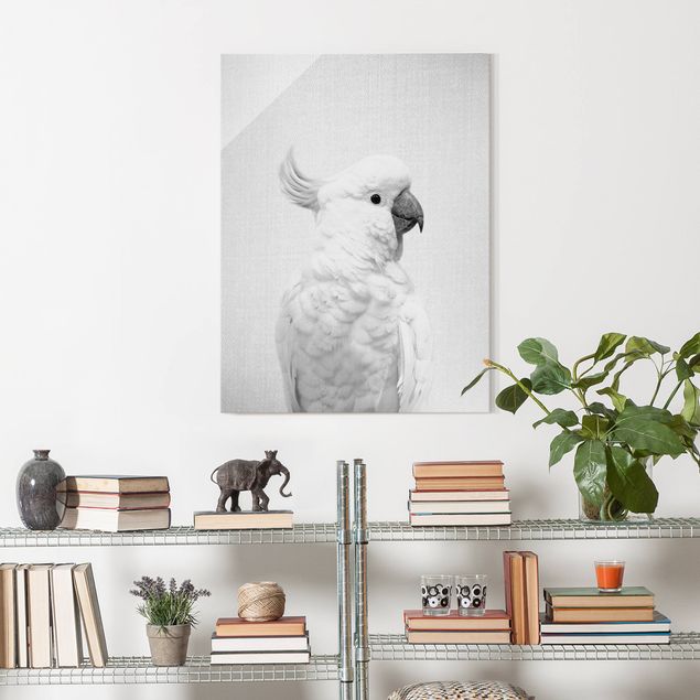 Glasbild schwarz-weiß Kakadu Kiki Schwarz Weiß