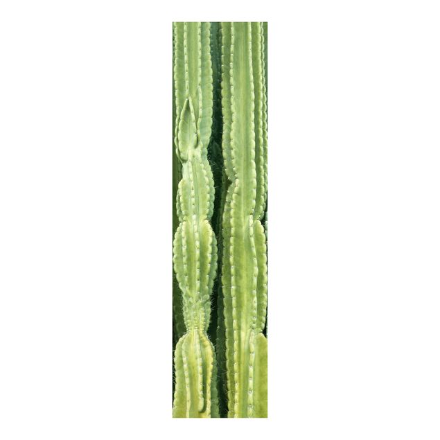 Flächenvorhang Kaktus Wand