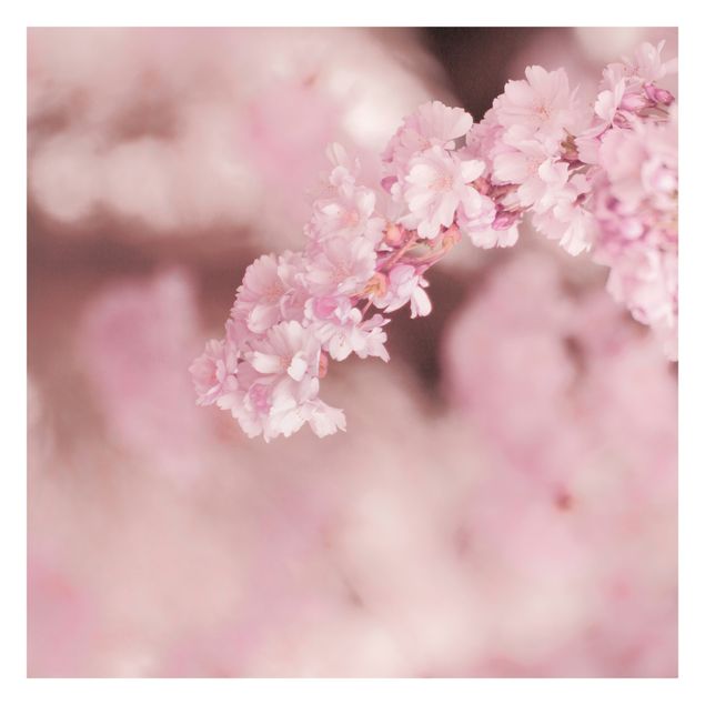 Tapete selbstklebend Kirschblüte im Violetten Licht