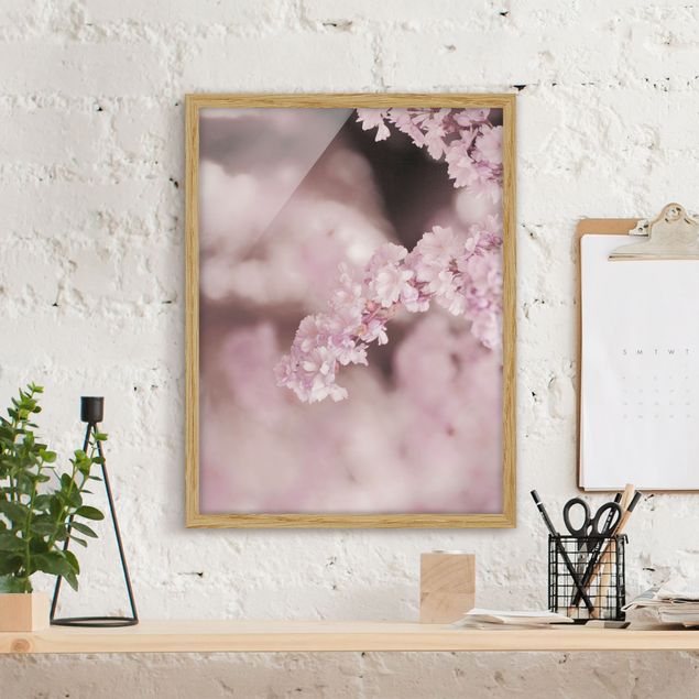 Bilder gerahmt Blumen Kirschblüte im Violetten Licht