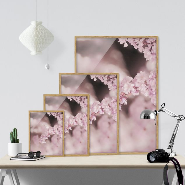 Bilder Kirschblüte im Violetten Licht