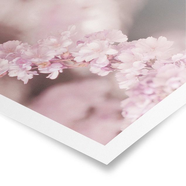 Bilder Kirschblüte im Violetten Licht