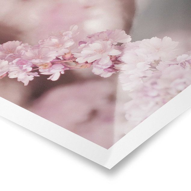 Poster Kirschblüte im Violetten Licht
