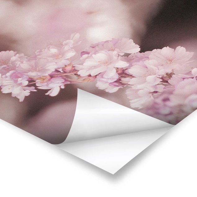 Poster - Kirschblüte im Violetten Licht - Querformat 4:3