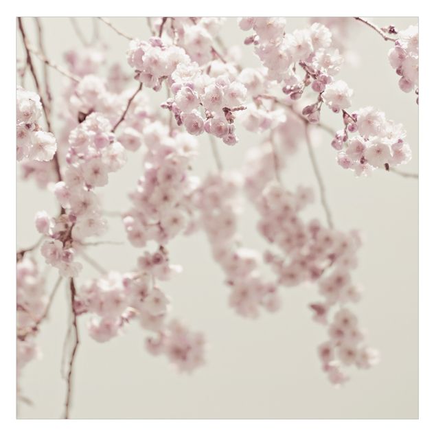 Fensterbilder Folie Kirschblütentanz