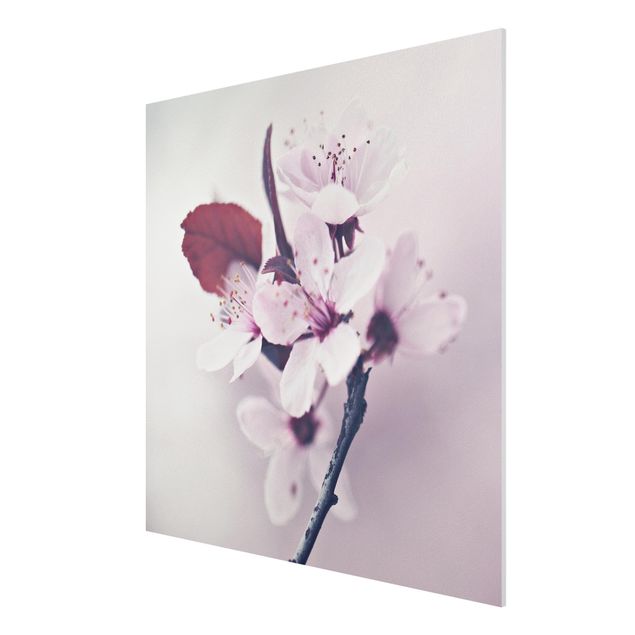 Foto auf Hartschaumplatte Kirschblütenzweig Altrosa