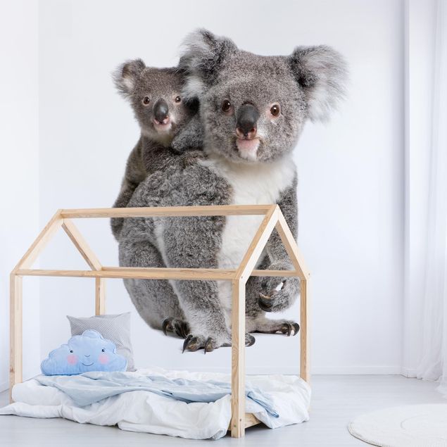 Fototapete - Koalabären