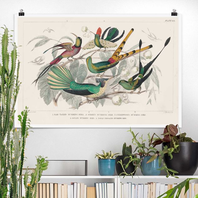 XXL Poster Kolibri-Diagramm