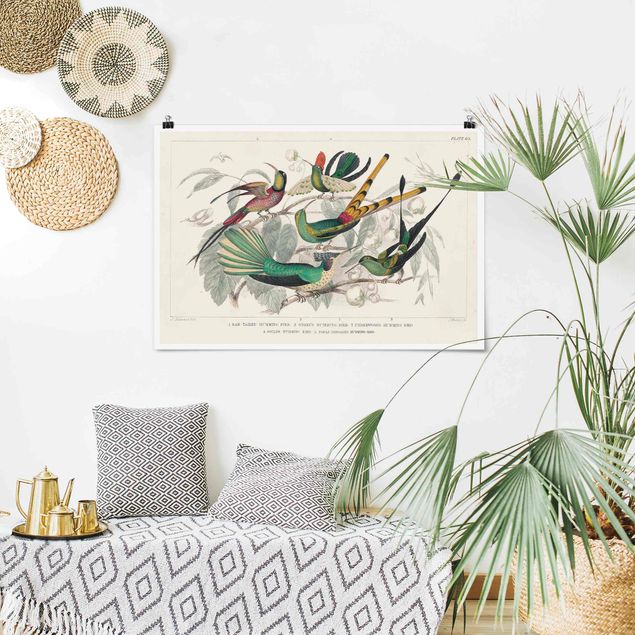 Vintage Poster Kolibri-Diagramm