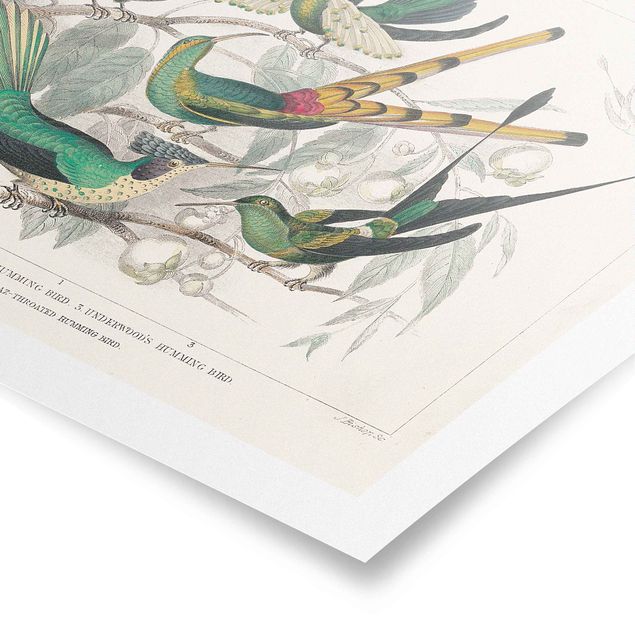 Poster Kolibri-Diagramm