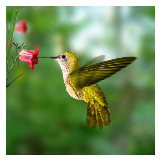selbstklebende Tapete Kolibri und Blüte