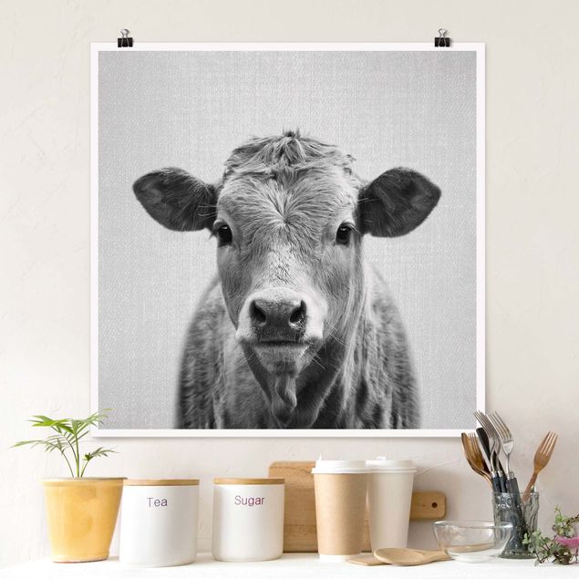 Poster Kühe Kuh Kathrin Schwarz Weiß